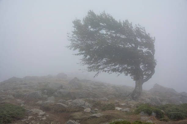 Alerta amarilla por fuertes vientos: las ráfagas podrían alcanzar los 130 km/h