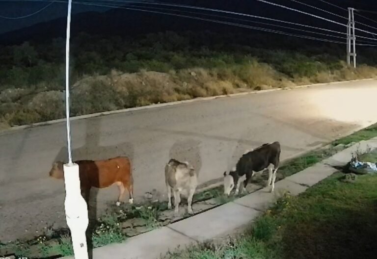 Vacas sueltas en Valle Chico: vecinos denuncian daños en plantas y animales que ingresan a los patios