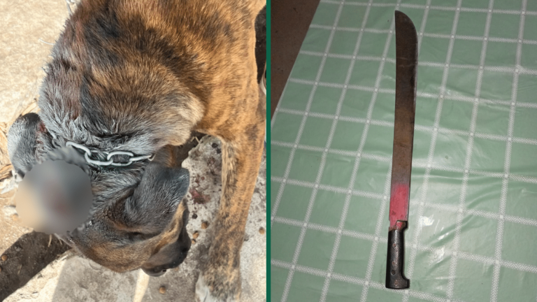 Denuncian un grave caso de maltrato animal en Banda de Varela