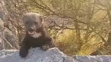 El animal que sorprendió en la Cuesta del Portezuelo: identificaron a un particular predador de la fauna catamarqueña