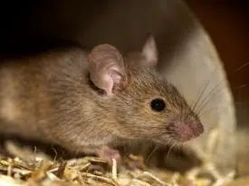 Hantavirus en Catamarca: qué reveló el estudio y dónde estaría concentrado el mayor riesgo